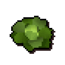 Cabbage