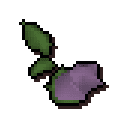 Cave nightshade